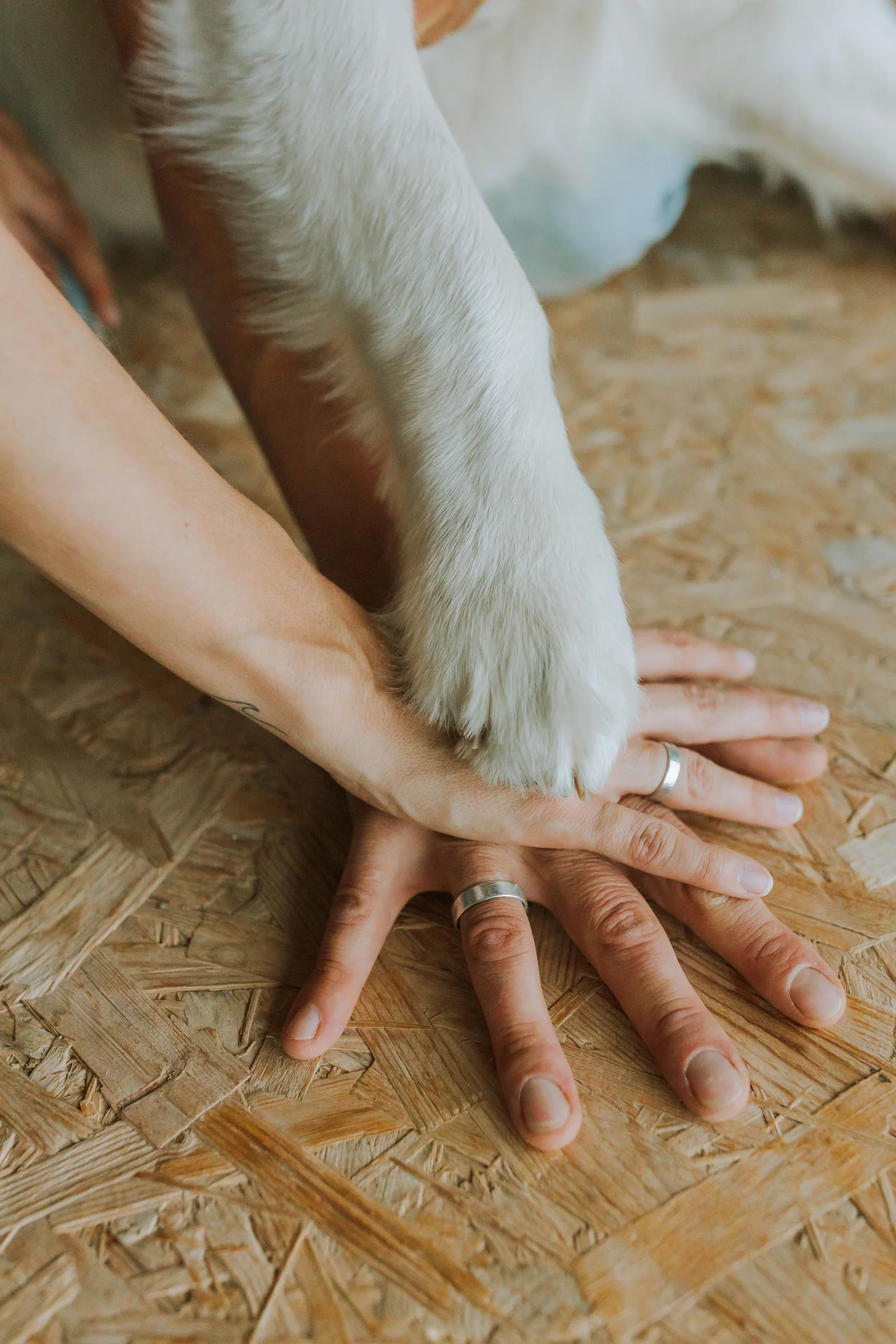 Zampa di un cane appoggiata sulle mani di due persone